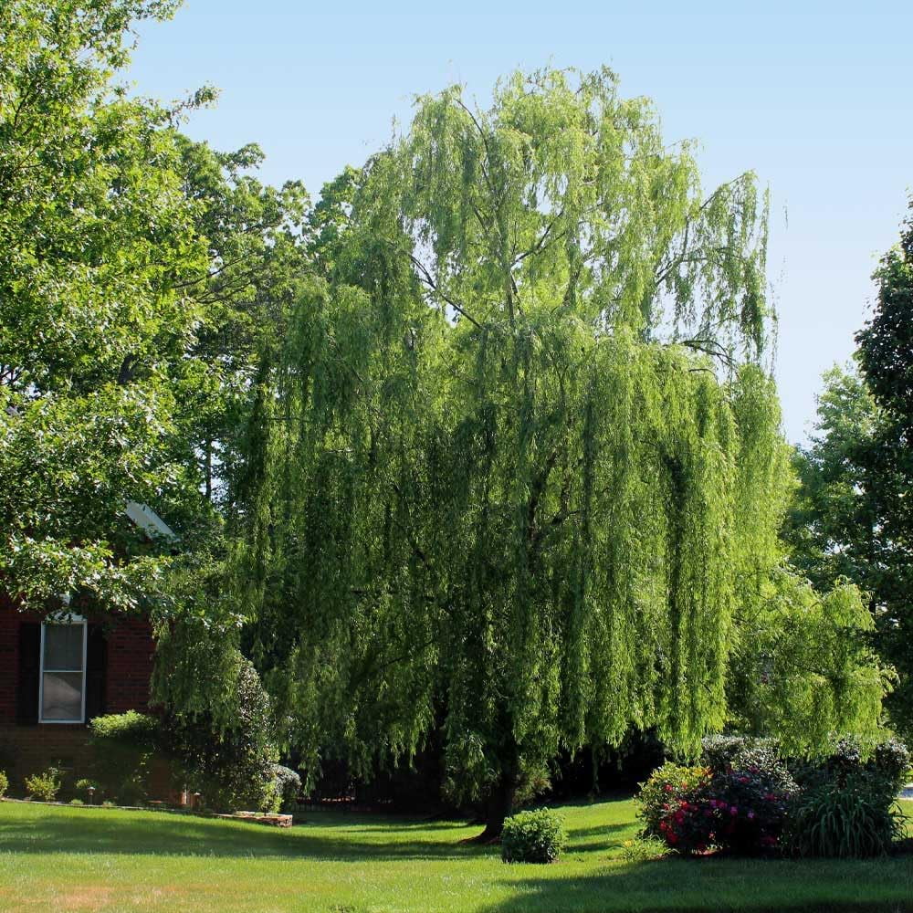 Brighter Blooms - Weeping Willow Tree, 4-5 ft. - No Shipping To AZ