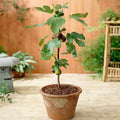 Brighter Blooms - Little Miss Figgy Tree, 3 gal. - No Shipping To AZ,OR