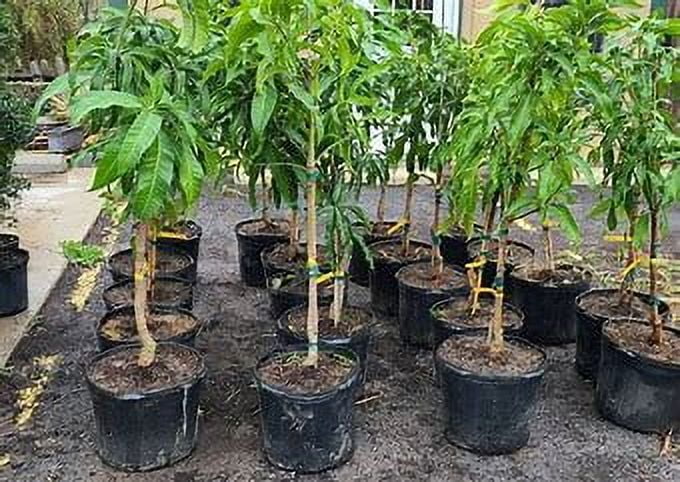 Nam Doc Mai MANGO TREE GRAFTED (2-4 Feet Tall)