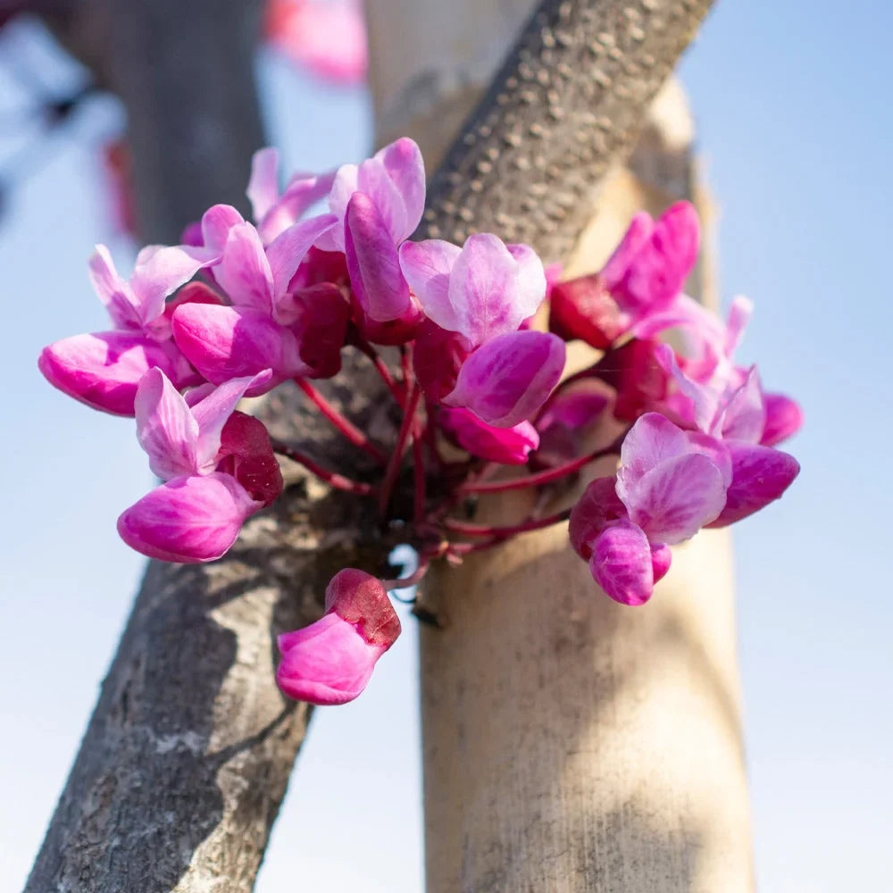 Brighter Blooms - Bloomables Flame Thrower Redbud Tree, 3-4 ft. - No Shipping to AZ, OR
