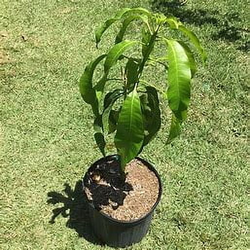 Nam Doc Mai MANGO TREE GRAFTED (2-4 Feet Tall)