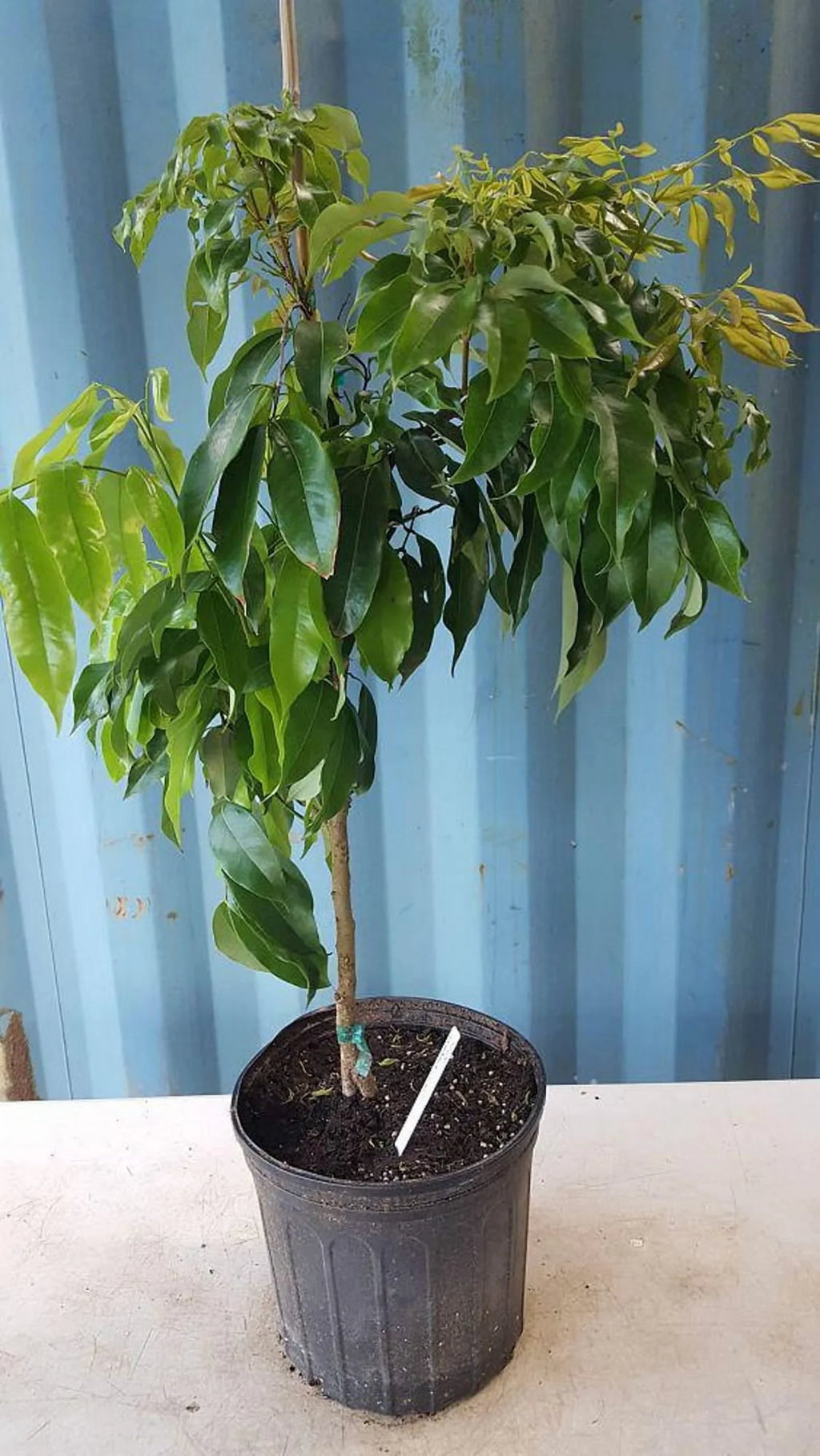 Biew Kiew Longan Air Layered. 2-4 Feet Tall. Ship To ALL STATES