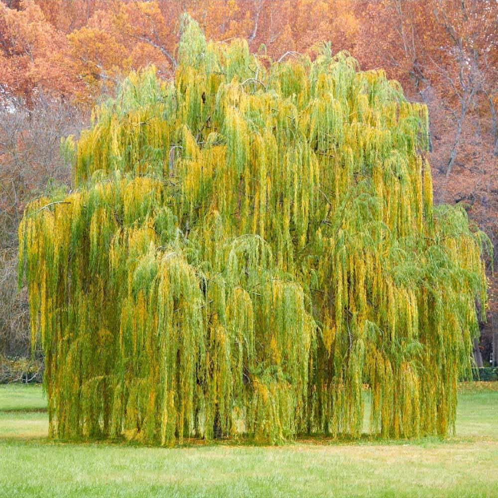 Brighter Blooms - Weeping Willow Tree, 4-5 ft. - No Shipping To AZ