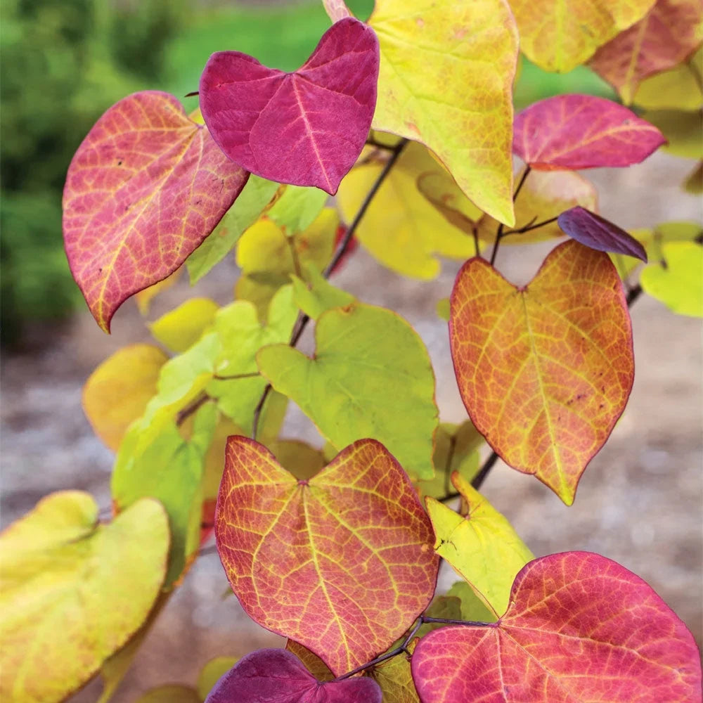 Brighter Blooms - Bloomables Flame Thrower Redbud Tree, 3-4 ft. - No Shipping to AZ, OR