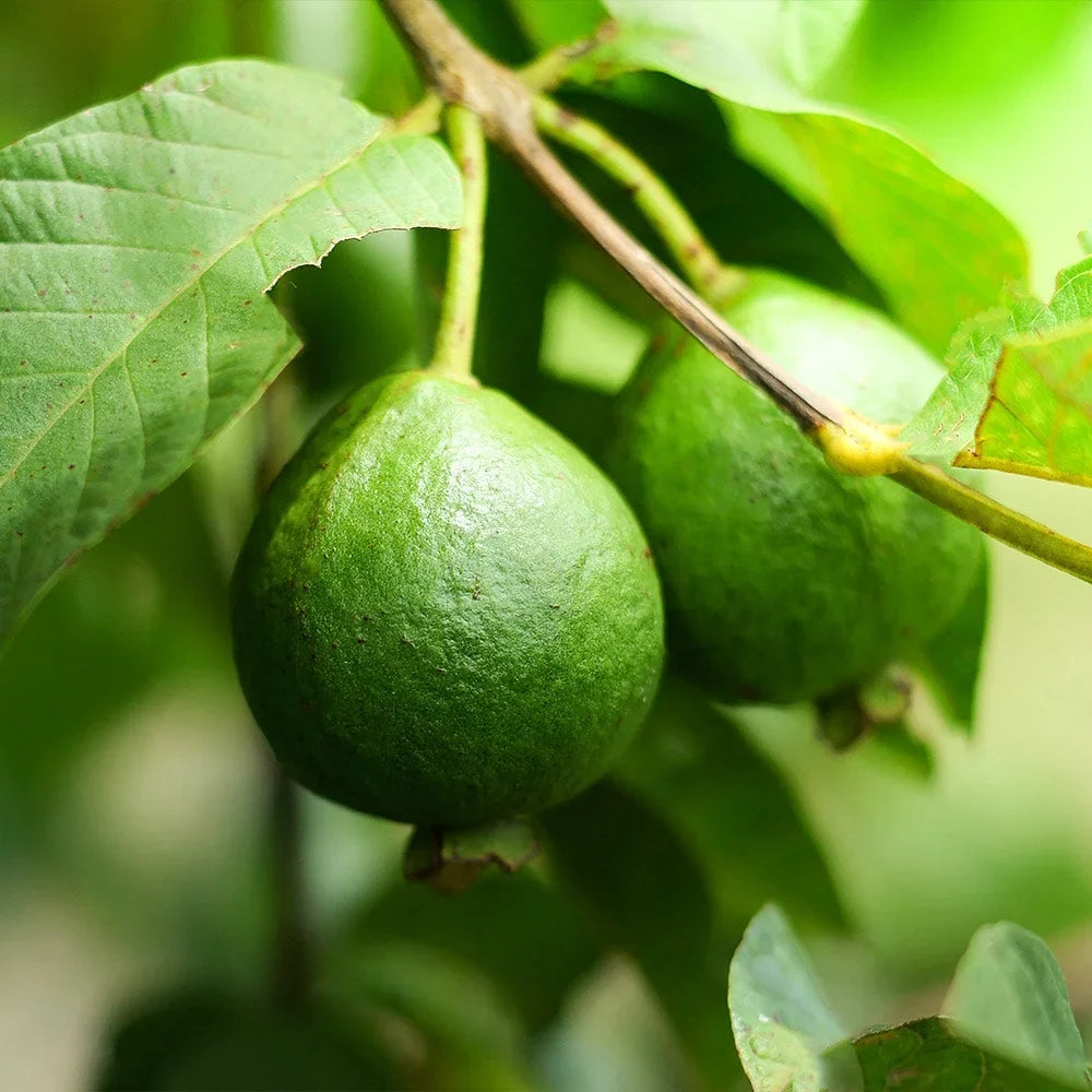 Brighter Blooms - Guava Tree 'Ruby Supreme', 5-6 ft. - No Shipping To AZ
