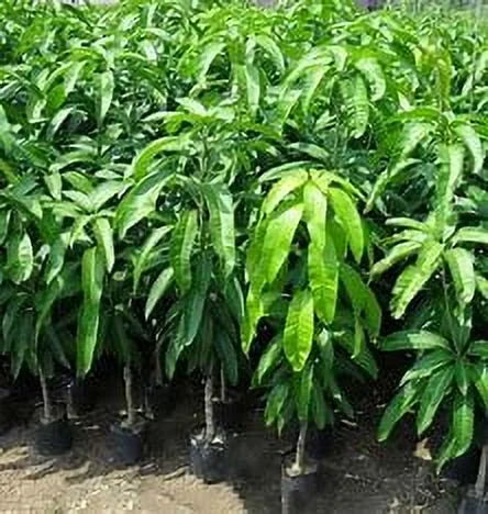 Nam Doc Mai MANGO TREE GRAFTED (2-4 Feet Tall)