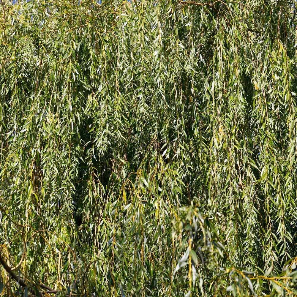 Brighter Blooms - Weeping Willow Tree, 4-5 ft. - No Shipping To AZ