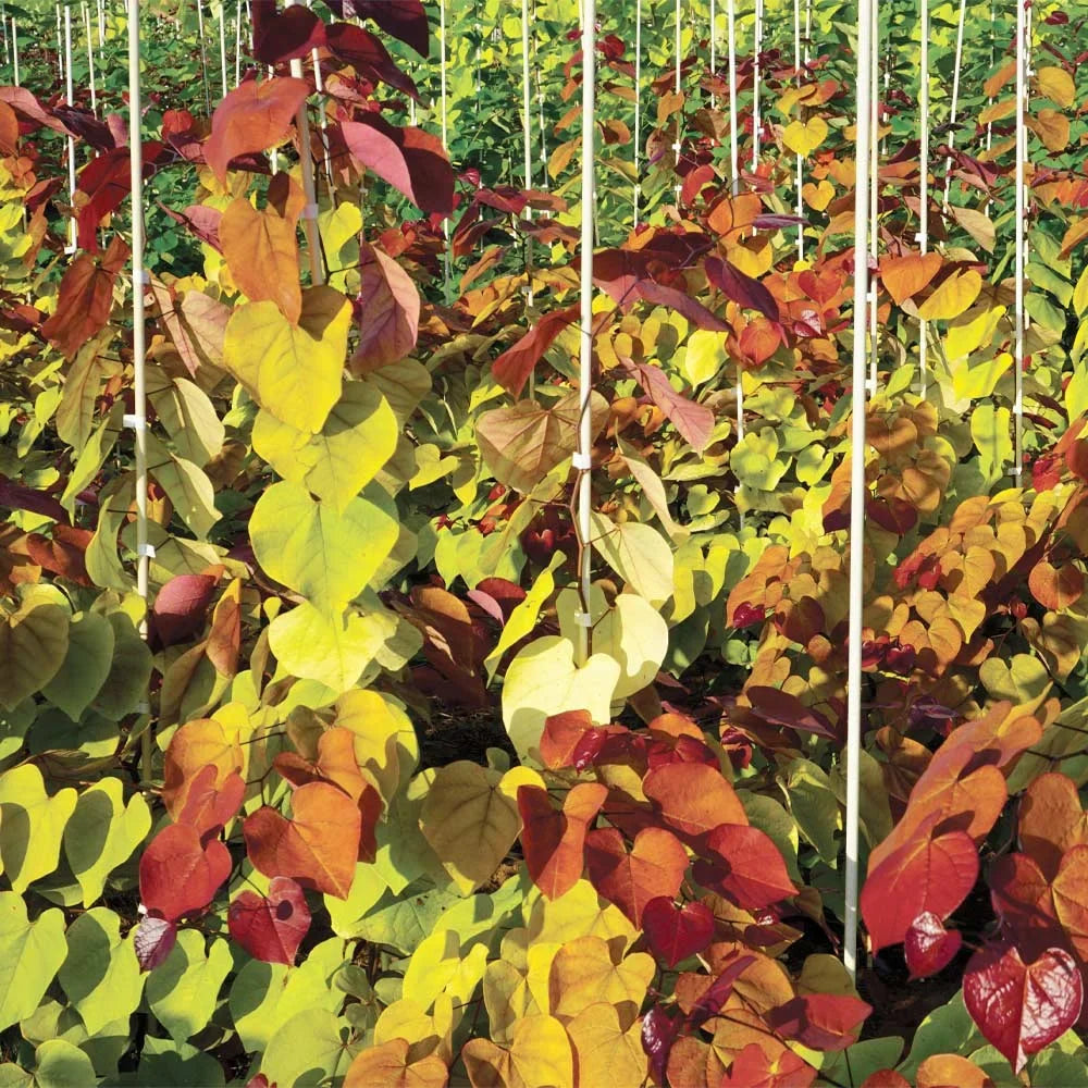 Brighter Blooms - Bloomables Flame Thrower Redbud Tree, 3-4 ft. - No Shipping to AZ, OR