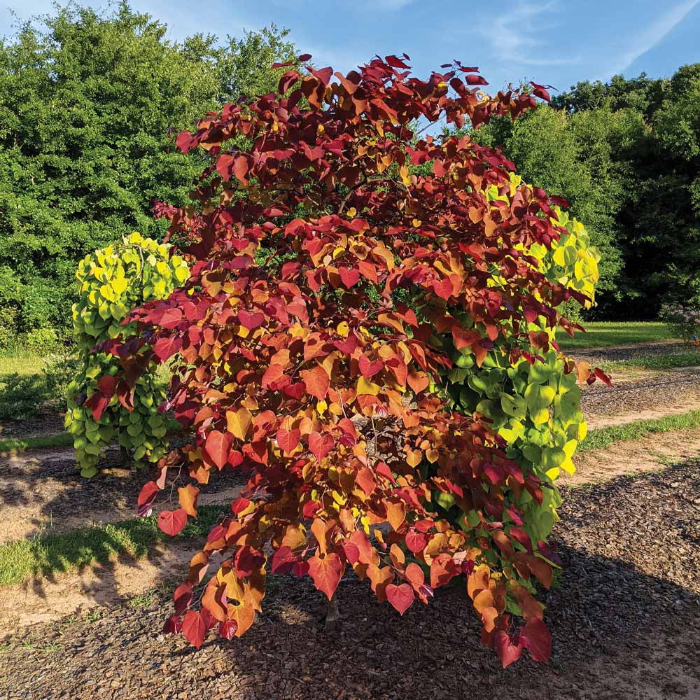 Brighter Blooms - Bloomables Flame Thrower Redbud Tree, 3-4 ft. - No Shipping to AZ, OR