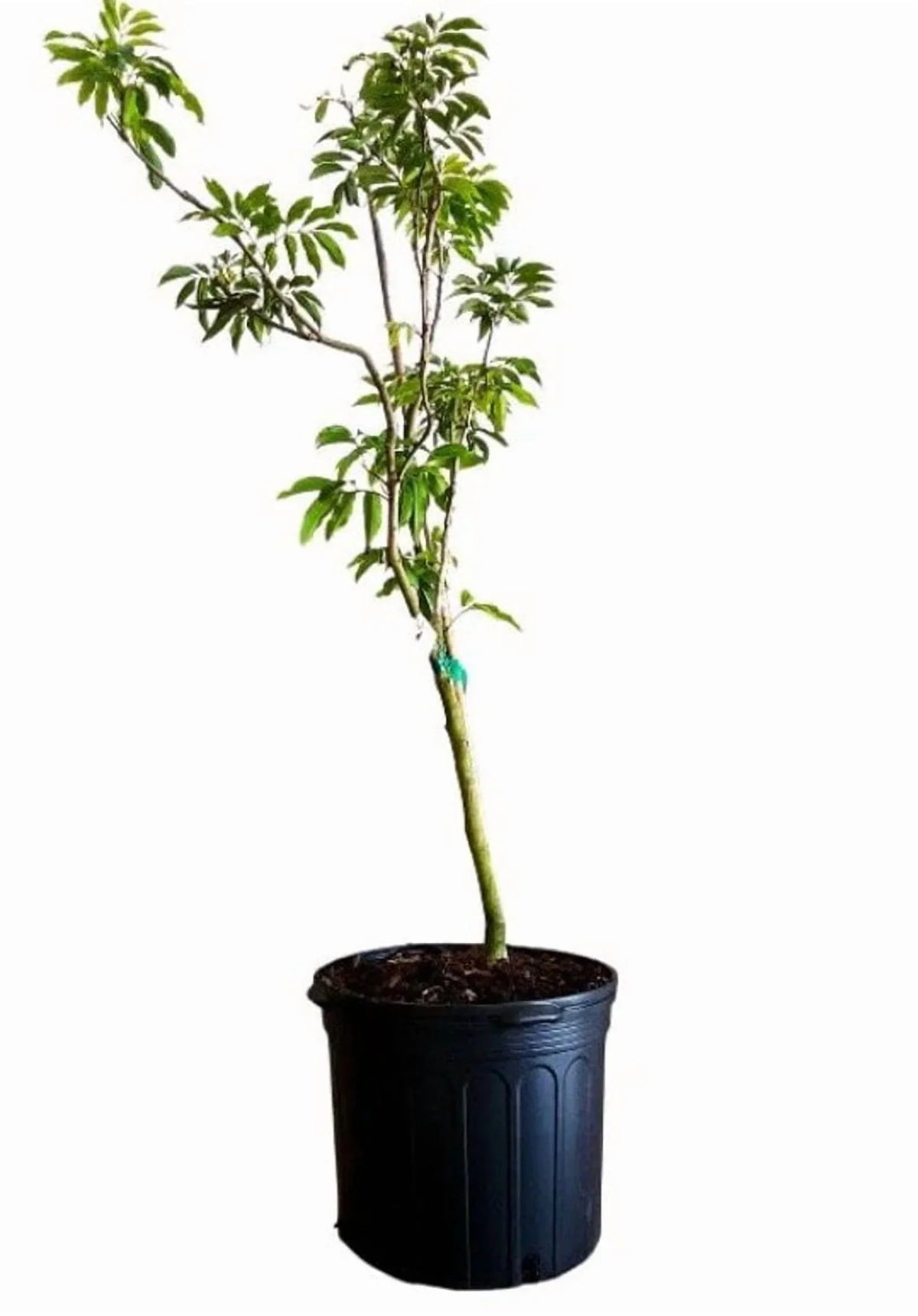 Biew Kiew Longan Air Layered. 2-4 Feet Tall. Ship To ALL STATES