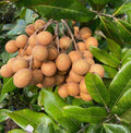 Biew Kiew Longan Air Layered. 2-4 Feet Tall. Ship To ALL STATES