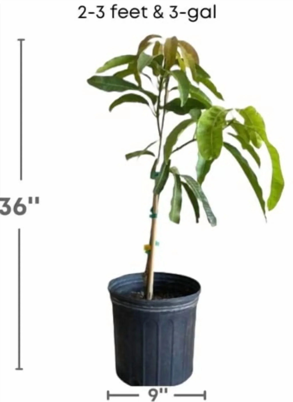 Nam Doc Mai MANGO TREE GRAFTED (2-4 Feet Tall)