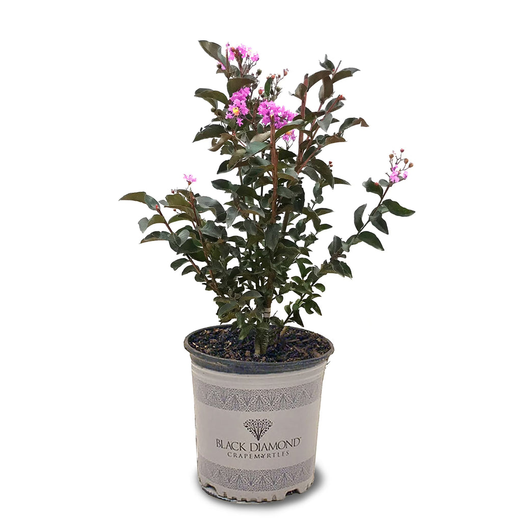 Black Diamond Blooms 3-4 ft. tall Lavender Lace Crape Myrtle Live Tree in 7-Gallon Grower Pot