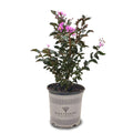 Black Diamond Blooms 3-4 ft. tall Lavender Lace Crape Myrtle Live Tree in 7-Gallon Grower Pot