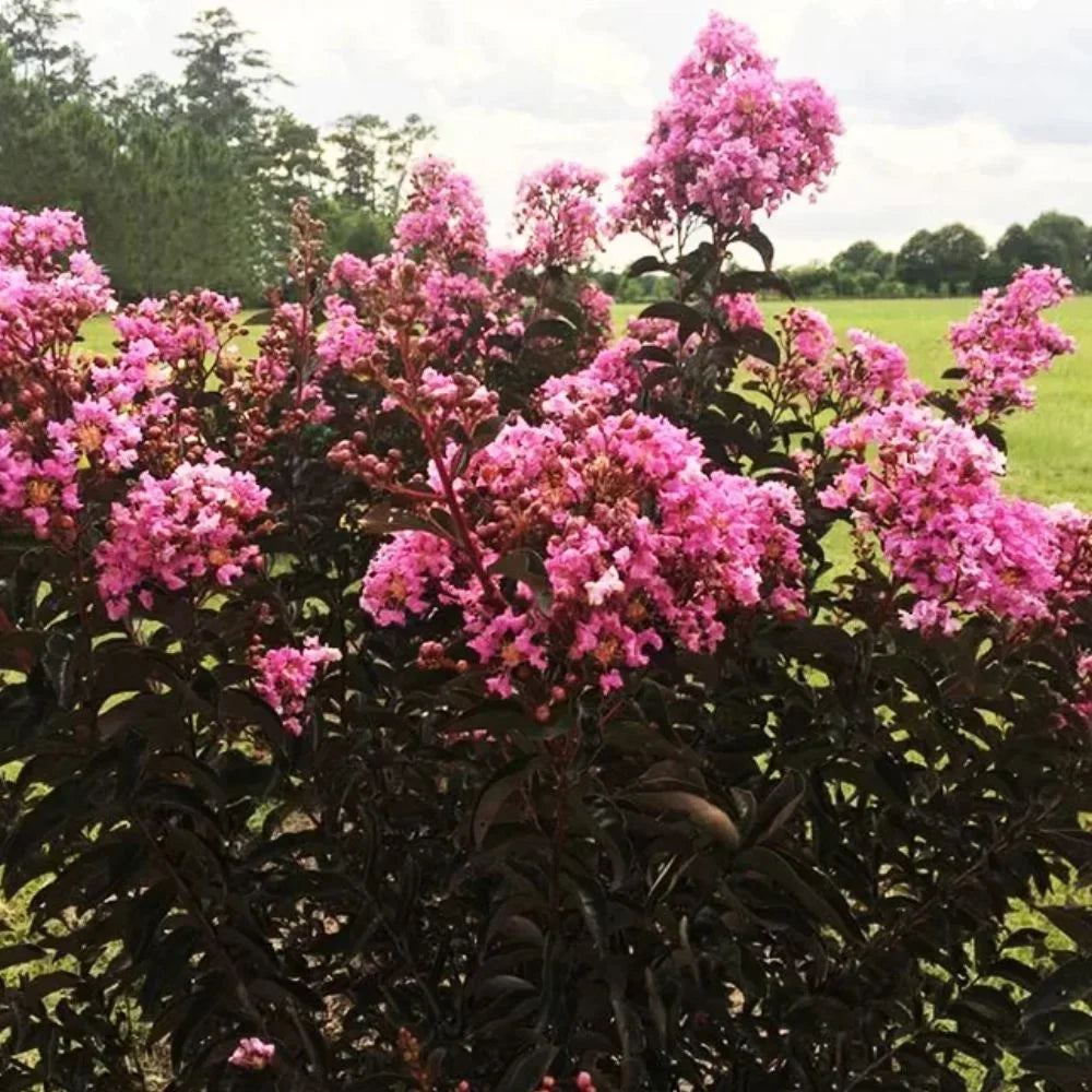 Black Diamond Blooms 3-4 ft. tall Lavender Lace Crape Myrtle Live Tree in 7-Gallon Grower Pot