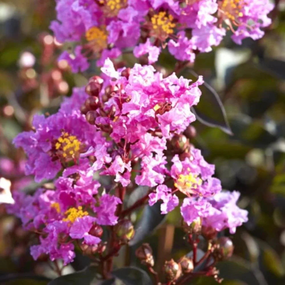 Black Diamond Blooms 3-4 ft. tall Lavender Lace Crape Myrtle Live Tree in 7-Gallon Grower Pot