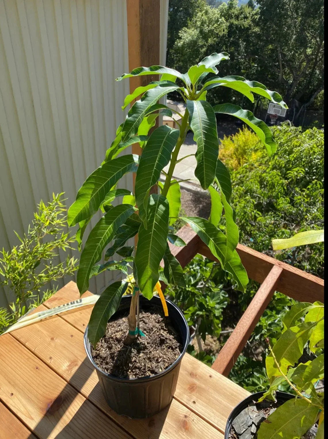 Nam Doc Mai MANGO TREE GRAFTED (2-4 Feet Tall)