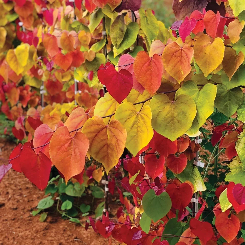 Brighter Blooms - Bloomables Flame Thrower Redbud Tree, 3-4 ft. - No Shipping to AZ, OR