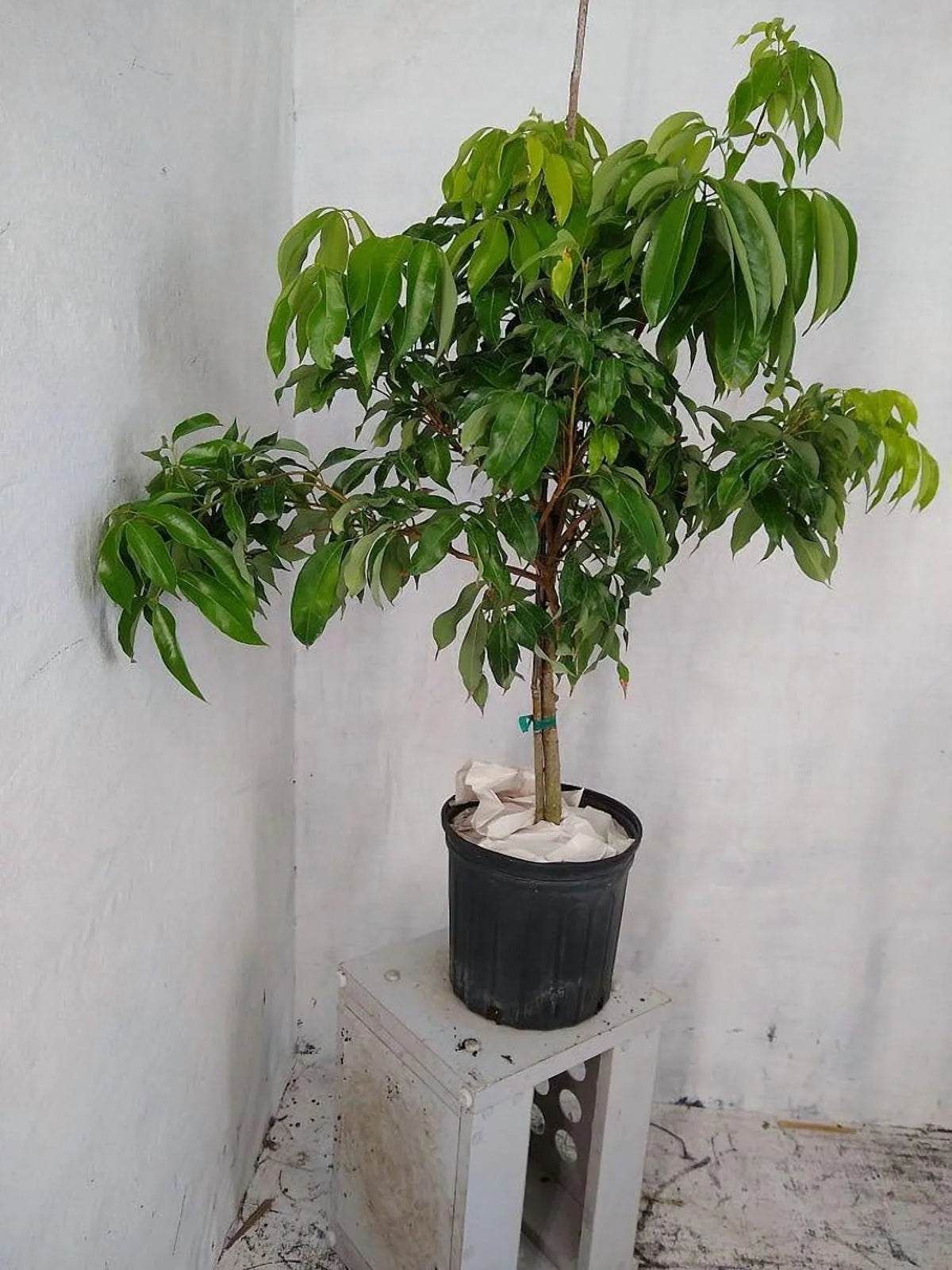 Biew Kiew Longan Air Layered. 2-4 Feet Tall. Ship To ALL STATES