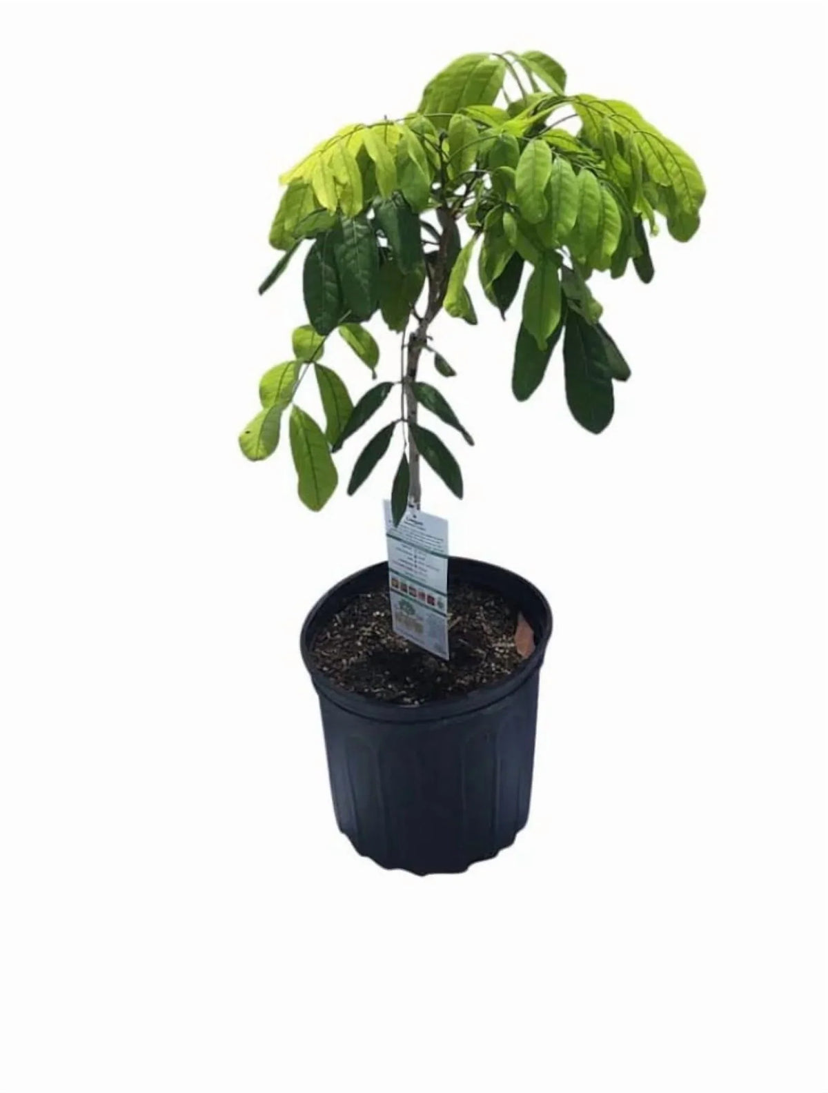 Biew Kiew Longan Air Layered. 2-4 Feet Tall. Ship To ALL STATES