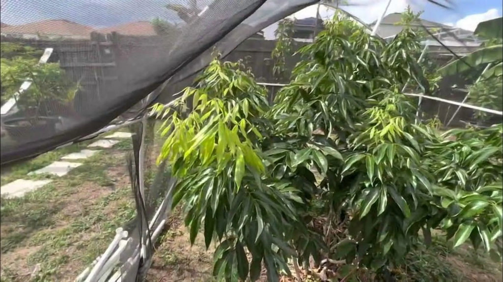 Biew Kiew Longan Air Layered. 2-4 Feet Tall. Ship To ALL STATES